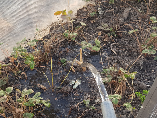 Měsíční jahody loni touto dobou už měly nasazeno na květ, ale letos jim bylo ve skleníku sucho. Přesázené adobře zalité se brzy probudí.