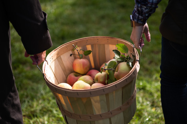 Věděli jste, že jabloň pochází z úbočí Kazachstánských hor?