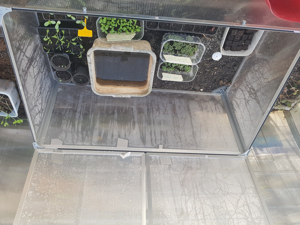 Pařenišťátko ve skleníku s nádobou na zavlažování. Přes den se voda trochu ohřeje a v noci 'topí'.